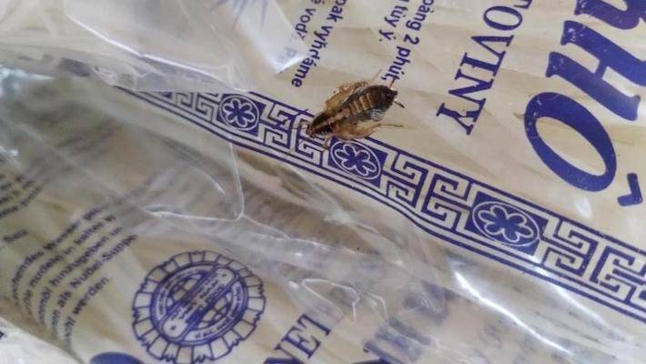 Inspekce uzavřela v obchodním centru dvě restaurace kvůli švábům