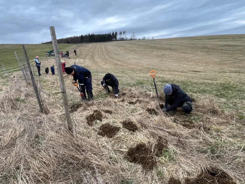 Myslivecký spolek Horní Heřmanice zahajuje výsadbu plodonosných keřů pro nový větrolam v krajině