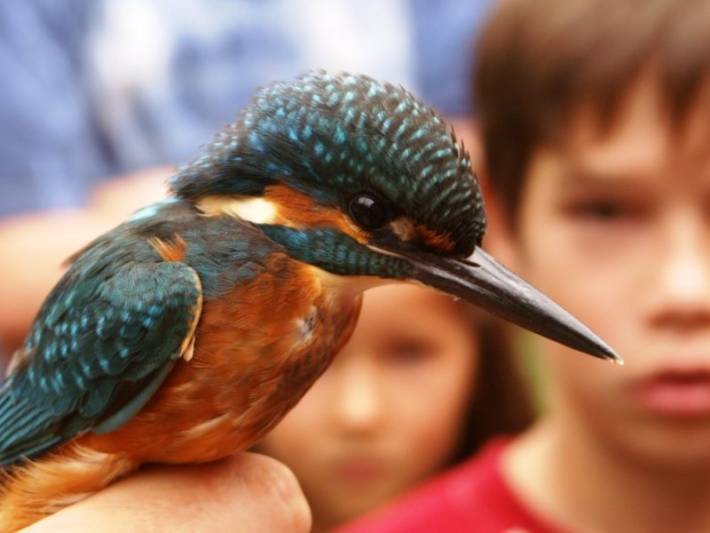 Vzniká živá zahrada s jezírky a stěnou pro hnízdění ledňáčka říčního