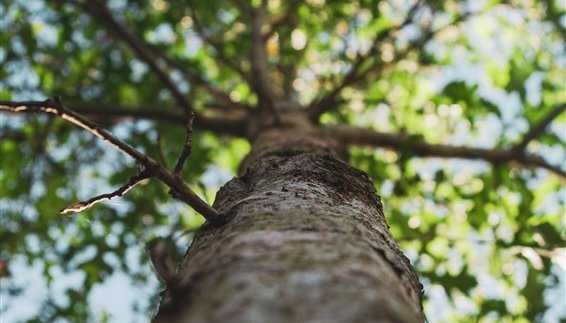 Nemocné stromy hrozí pádem. K zemi jich půjde osmnáct, kácet se bude u školy i na hřbitově