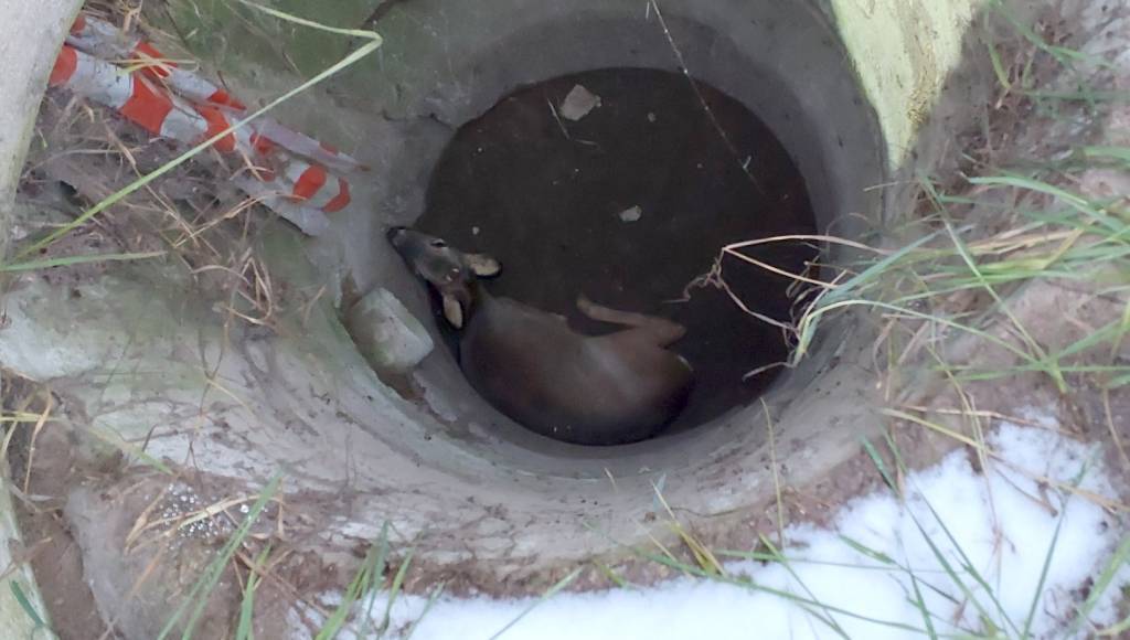 Šťastný konec ve Veské: Hasiči zachránili vyděšeného srnečka z hluboké pasti