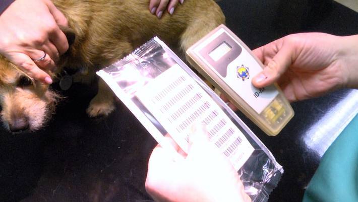 Čipování psů je od nového roku povinné. Existuje ale jedna výjimka