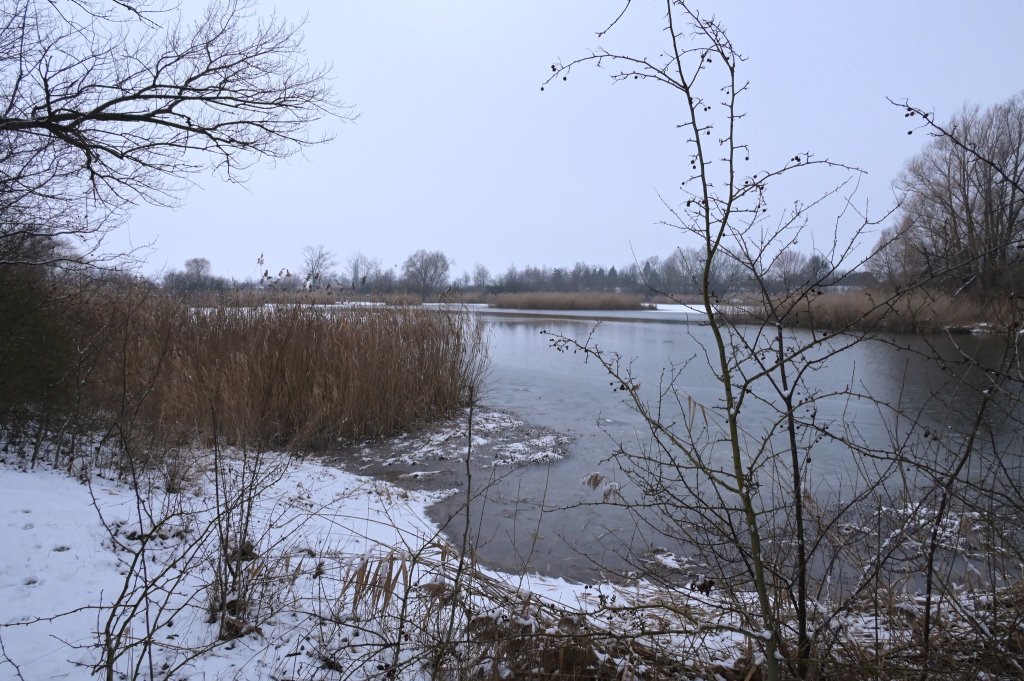 Vedení města schválilo memorandum o spolupráci při ochraně Bohdaneckého rybníka. Hnízdí tady mimo jiné husa velká