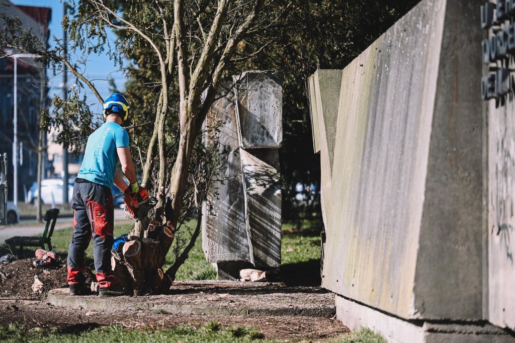 U Koruny v Hradci padl první strom, začíná velká proměna. Starý tis musel ustoupit opravám Galerie cti