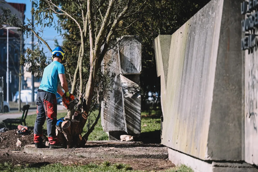 U Koruny v Hradci padl první strom, začíná velká proměna. Starý tis musel ustoupit opravám Galerie cti