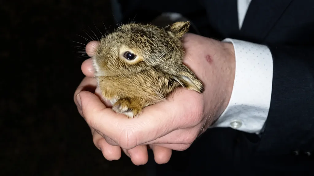 Našli jste v trávě mládě? Zadržte! Ptáče můžete posadit na větev, ale na srnčata a zajíčky nikdy nesahejte. Může je to stát život!