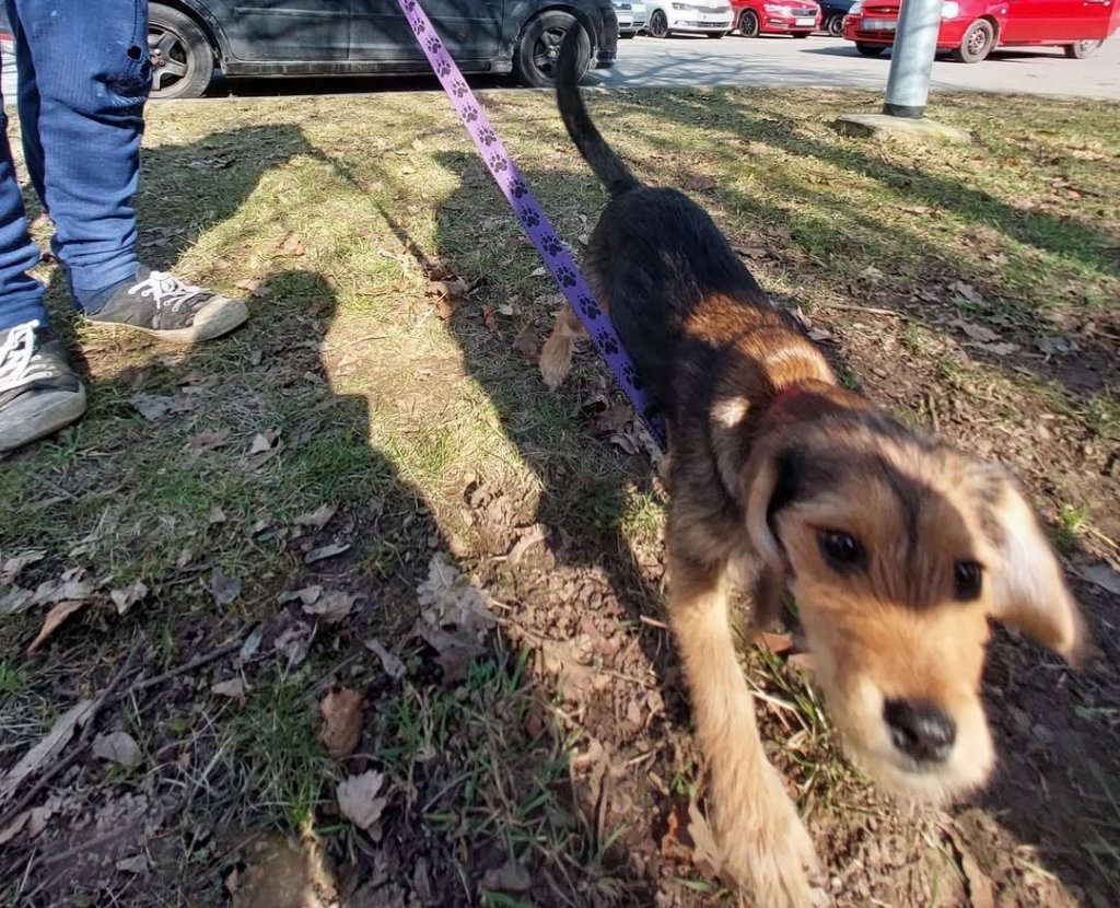 Pes se zamkl v autě a sledoval, jak se ho majitel a později strážník snaží vysvobodit