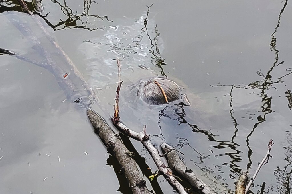 Horor u Matičního jezera se nekoná! Místo plovoucí lidské hlavy našli pardubičtí strážníci utopenou nutrii