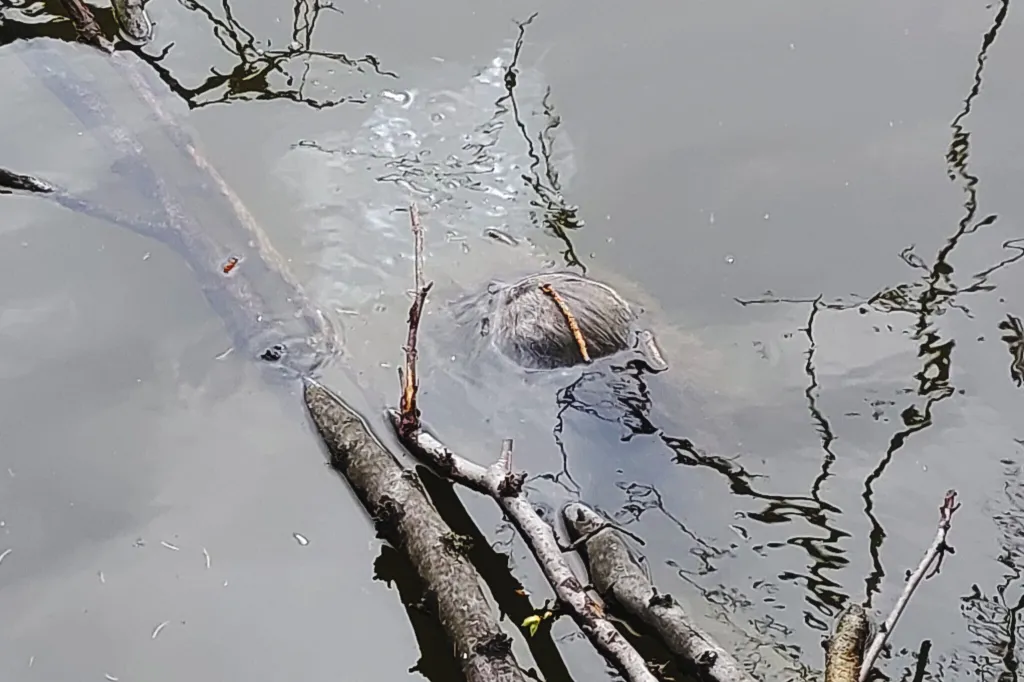 Horor u Matičního jezera se nekoná! Místo plovoucí lidské hlavy našli pardubičtí strážníci utopenou nutrii